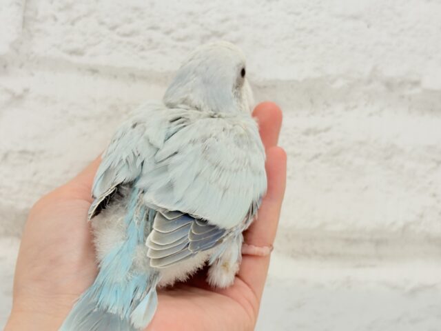 オキナインコ