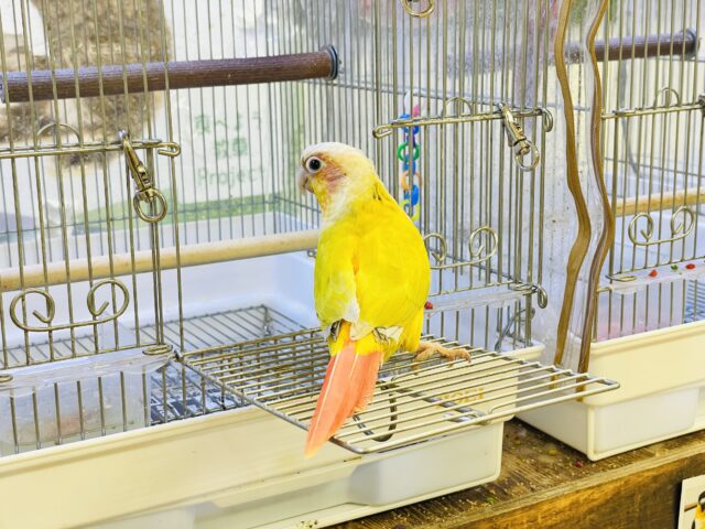 ホオミドリウロコインコ