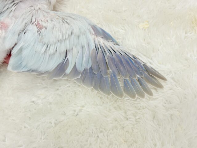 オキナインコ
