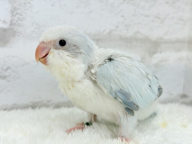 オキナインコ