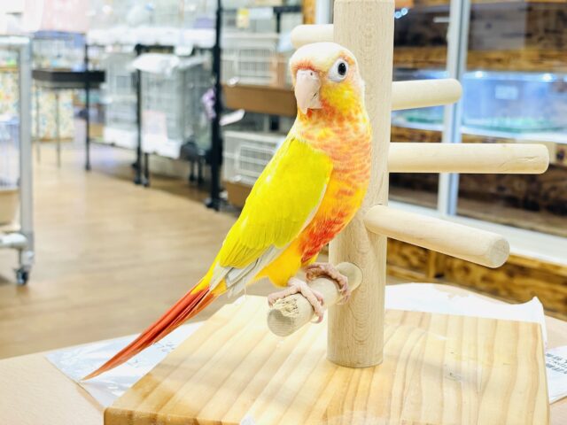 ホオミドリウロコインコ