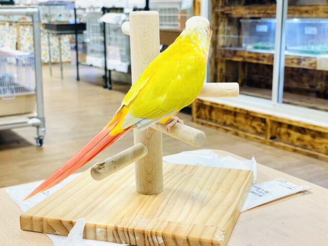 ホオミドリウロコインコ