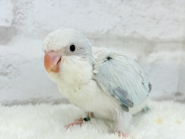 オキナインコ