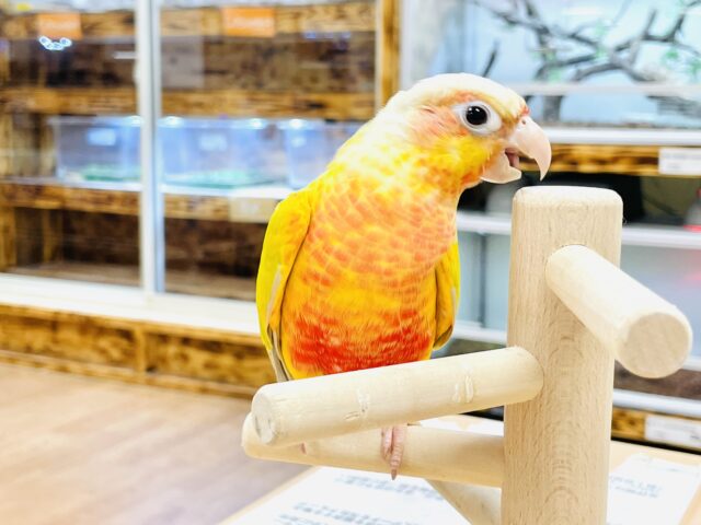 ホオミドリウロコインコ