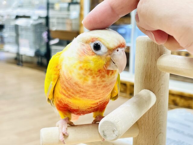 ホオミドリウロコインコ