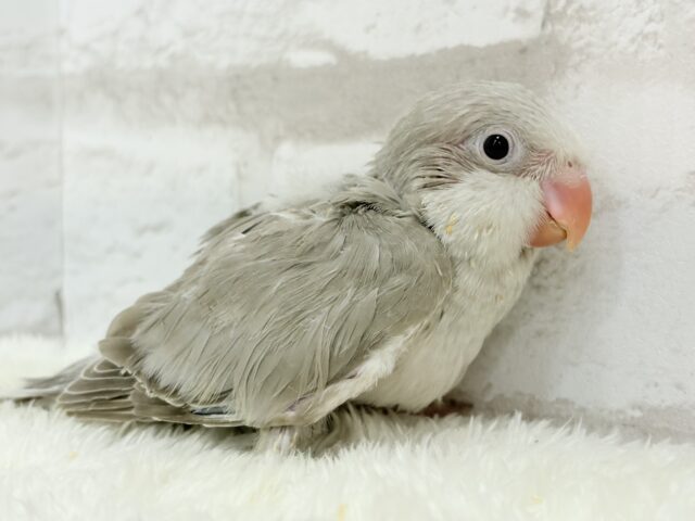 オキナインコ