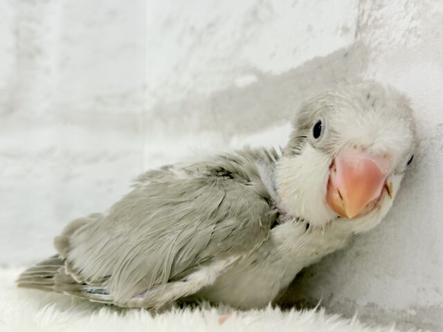 オキナインコ
