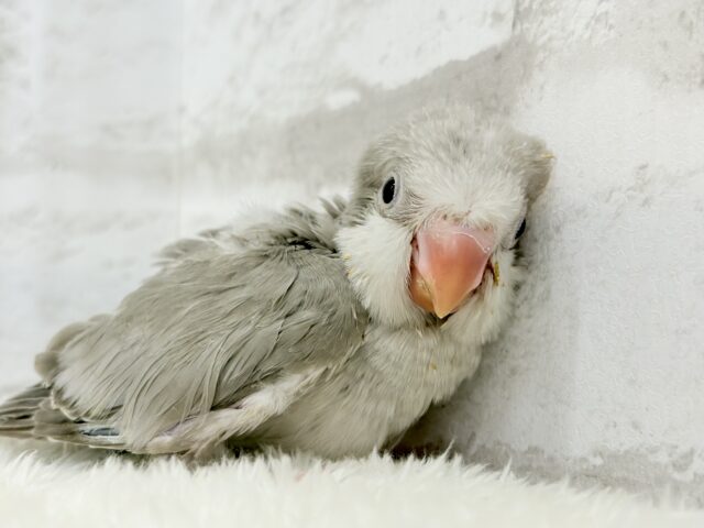オキナインコ