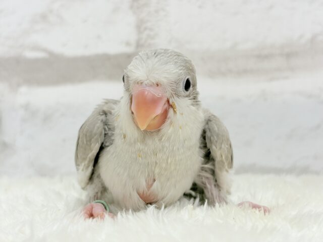 オキナインコ