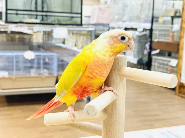 最新画像】表情豊かで癒される🫧ホオミドリウロコインコ