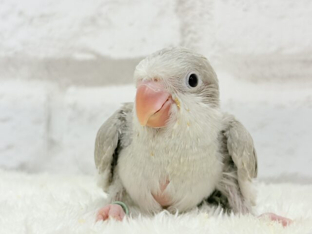 オキナインコ