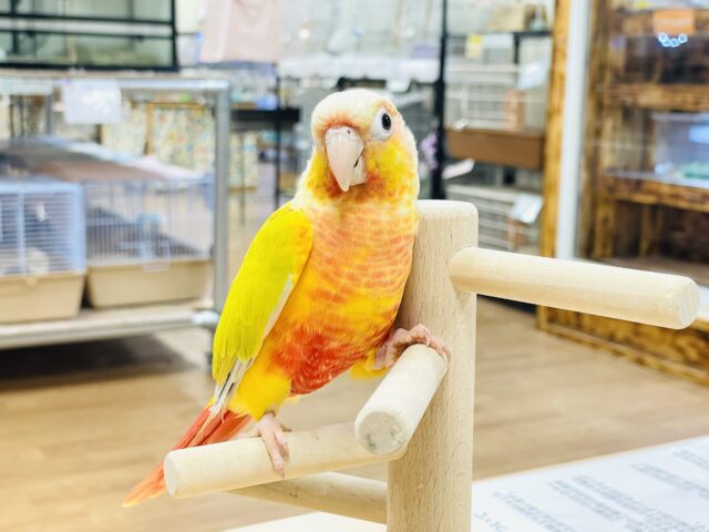 ホオミドリウロコインコ