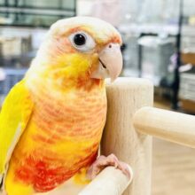 【最新画像】表情豊かで癒される🫧ホオミドリウロコインコ（サンチーク）ヒナ