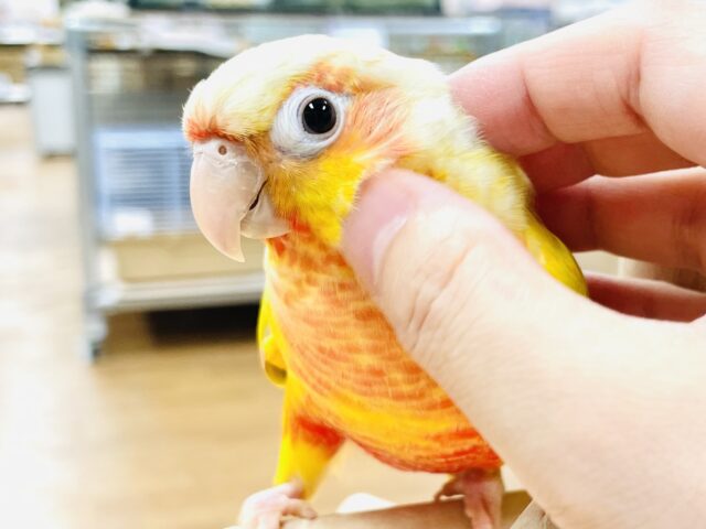 ホオミドリウロコインコ