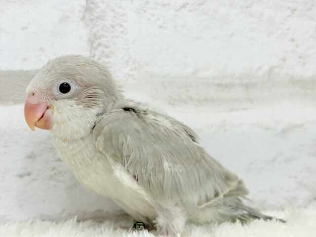 オキナインコ