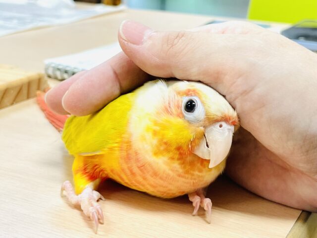 ホオミドリウロコインコ