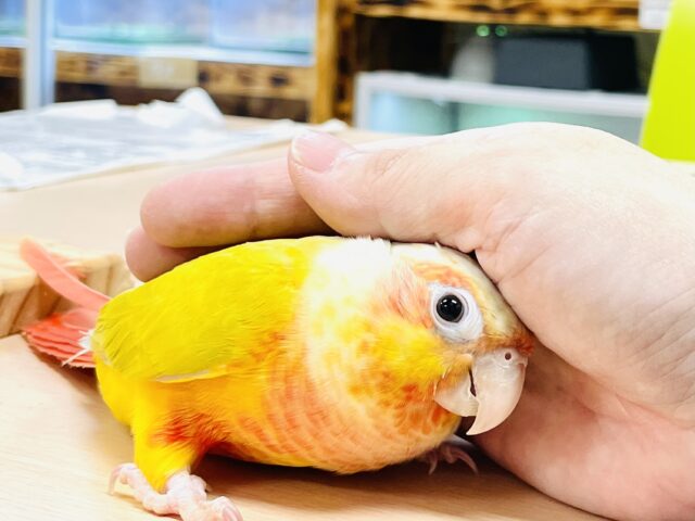 ホオミドリウロコインコ