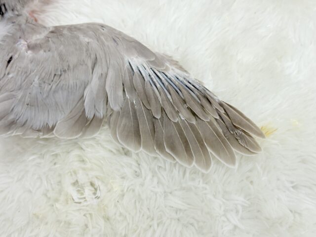 オキナインコ