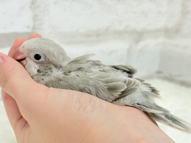 オキナインコ