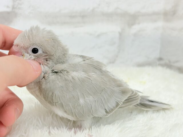 オキナインコ