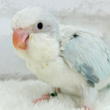 ダンスが上手♬涼しげアイスブルー🧊🎐オキナインコ(ブルーパリドオパーリン) ヒナ