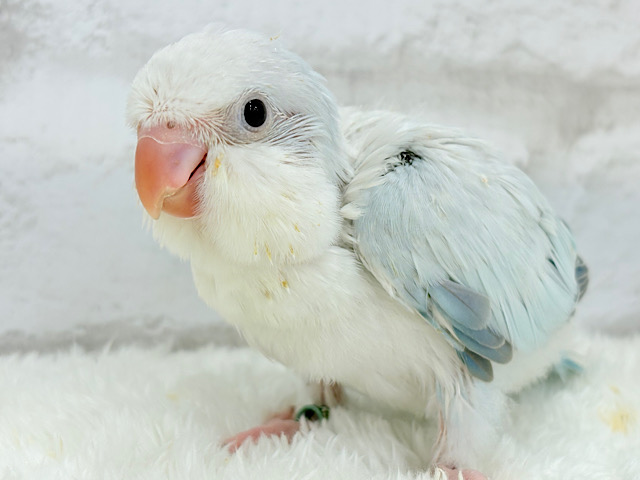 ダンスが上手♬涼しげアイスブルー🧊🎐オキナインコ(ブルーパリドオパーリン) ヒナ