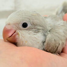 落ち着いたカラーの魅力溢れる🫧オキナインコ(コバルトパリド) ヒナ