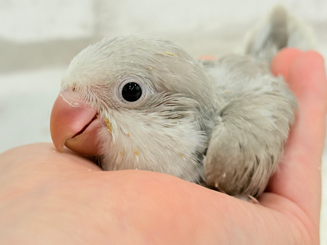 落ち着いたカラーの魅力溢れる🫧オキナインコ(コバルトパリド) ヒナ