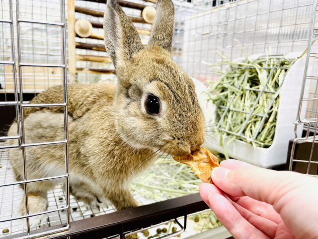 ネザーランドドワーフ