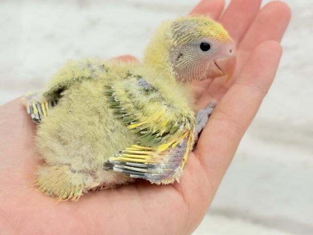 コザクラインコ（小桜インコ）