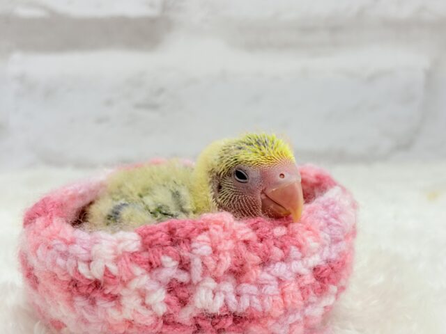コザクラインコ（小桜インコ）
