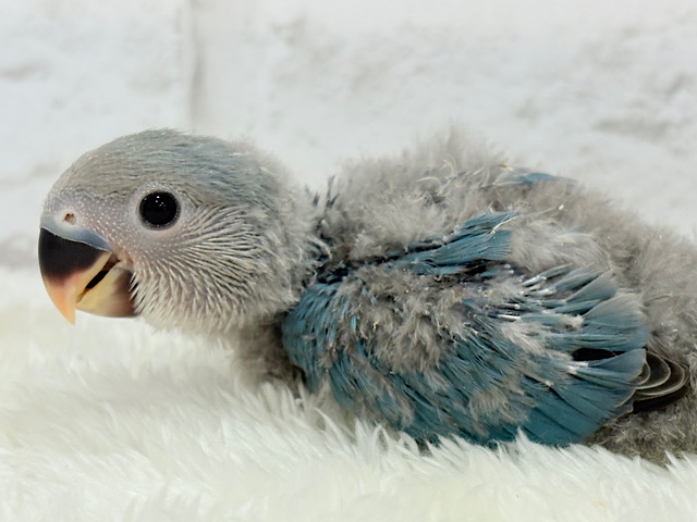 広くて大きい海みたい🌊コザクラインコ(ブルー) ヒナ