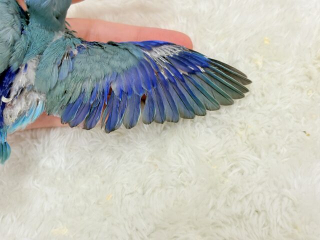 マメルリハ