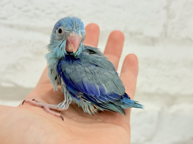 マメルリハ