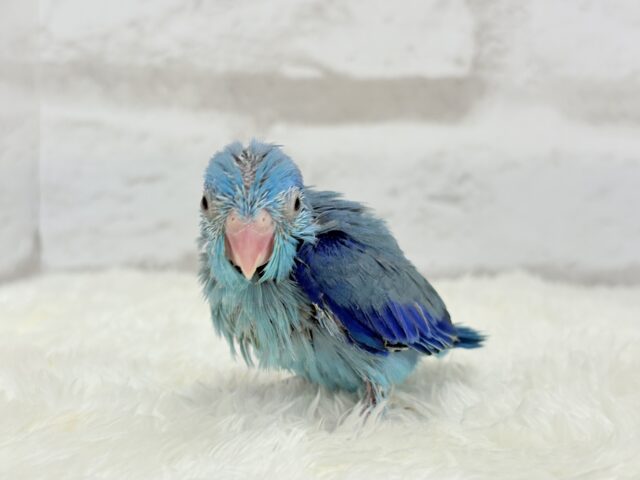 マメルリハ