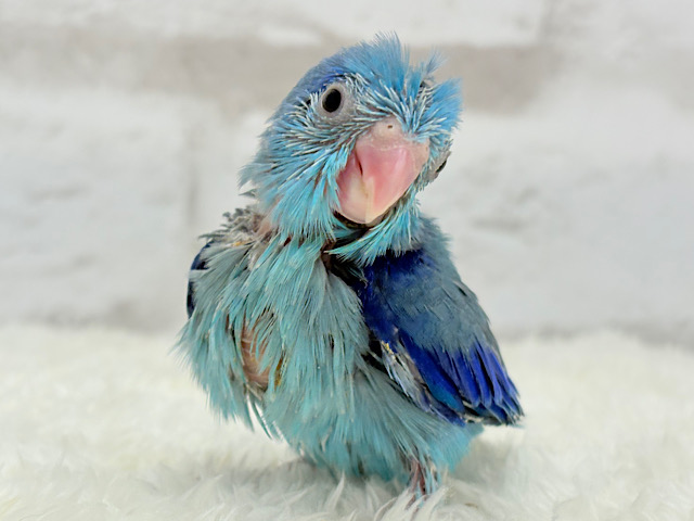 幸せを運ぶよ〜‧∘˳°∗˚⛟青い鳥〜🐥💙マメルリハ(ブルー) 男の子 ヒナ
