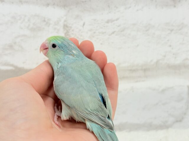 マメルリハ