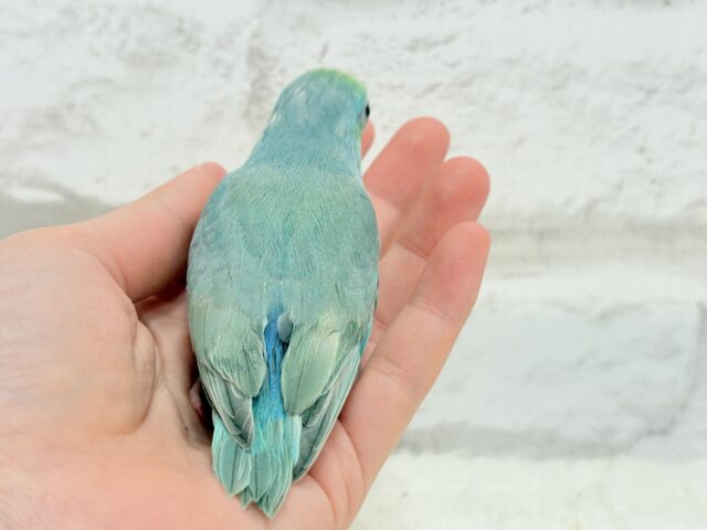 マメルリハ
