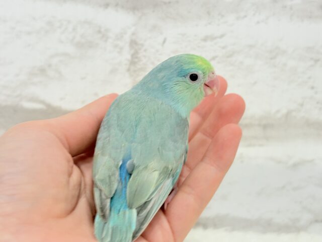 マメルリハ