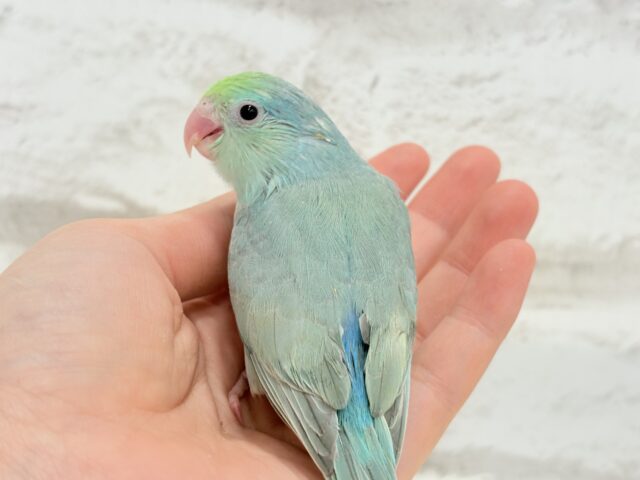 マメルリハ