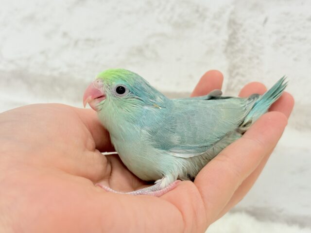 マメルリハ