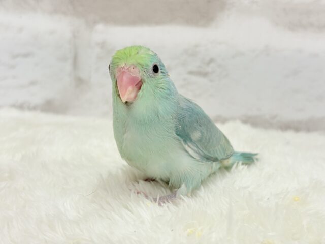 マメルリハ