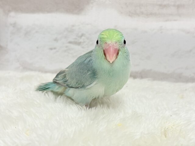 マメルリハ