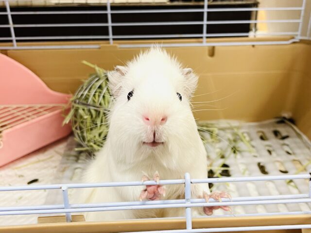 アビシニアンモルモット