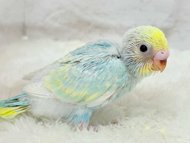 しゅわしゅわ〜🫧甘〜〜いあめ玉🍬💖セキセイインコ(パステルレインボー) ヒナ