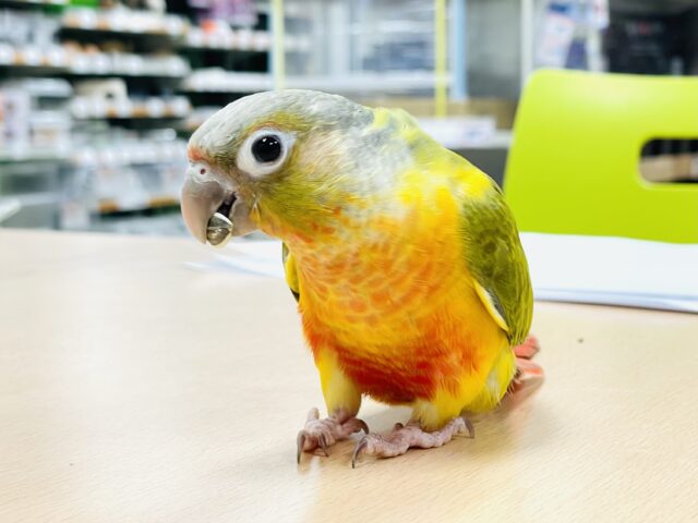 ホオミドリウロコインコ