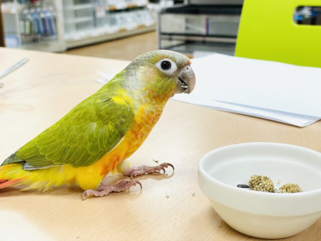 ホオミドリウロコインコ