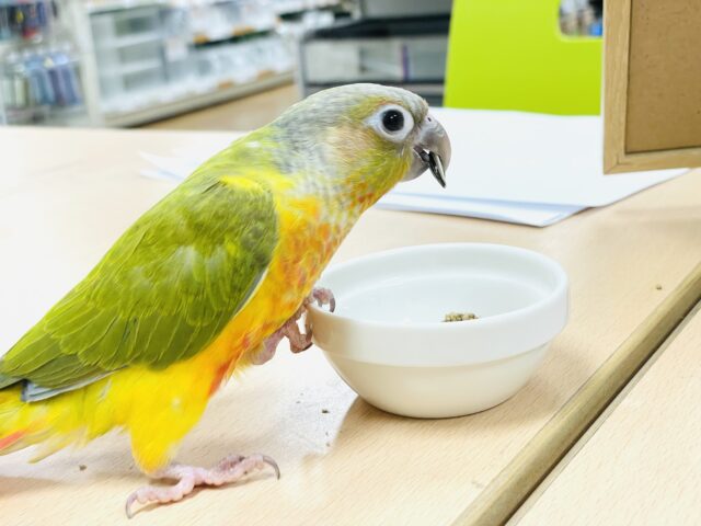 ホオミドリウロコインコ