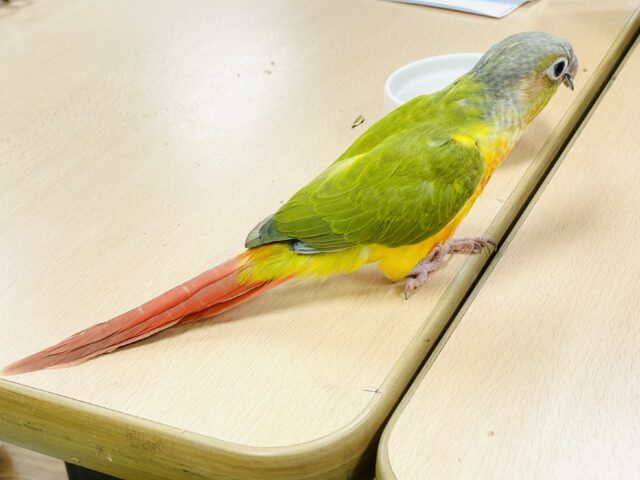 ホオミドリウロコインコ