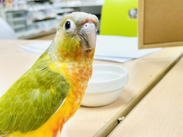 ホオミドリウロコインコ